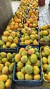 Caja de Mango Orgánico
