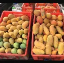 Gabeta de Mango orgánico