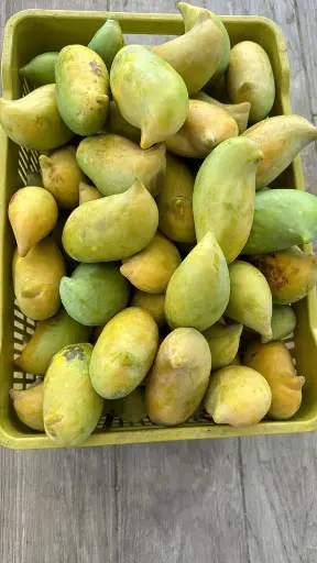 Mango Indu