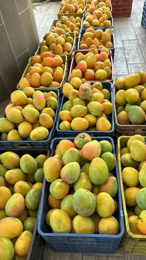 Caja de Mango Orgánico