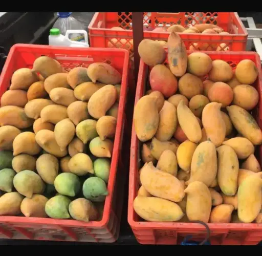 Gabeta de Mango orgánico